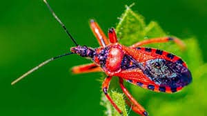  Assassin Bugs (Chagas disease) – 10,000 human deaths per year. 