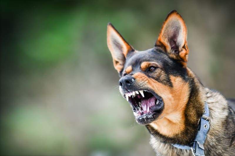  Dogs (rabies) – 59,000 human deaths per year. 