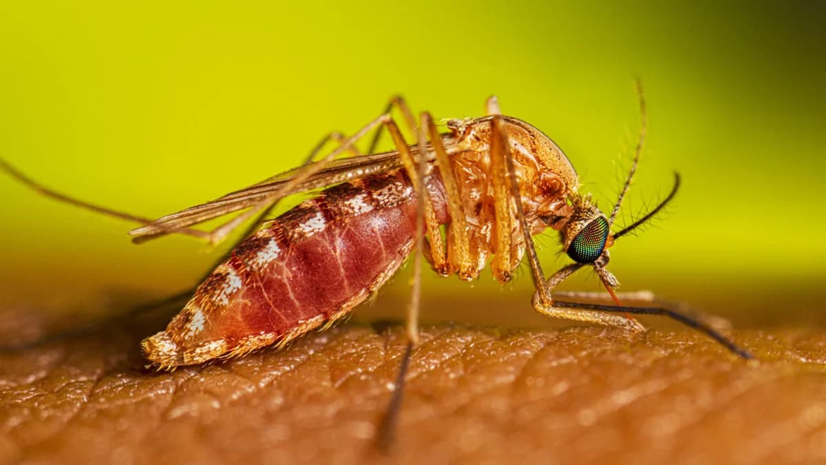  Mosquitoes – 725,000 human deaths per year. 