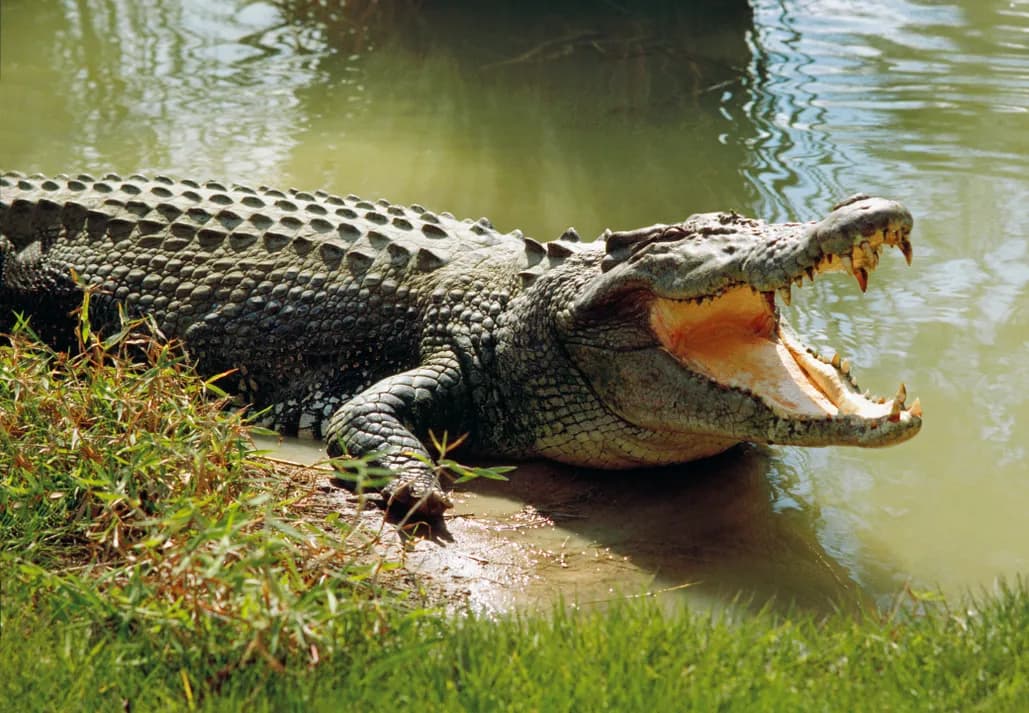  Crocodiles – 1,000 human deaths per year. 