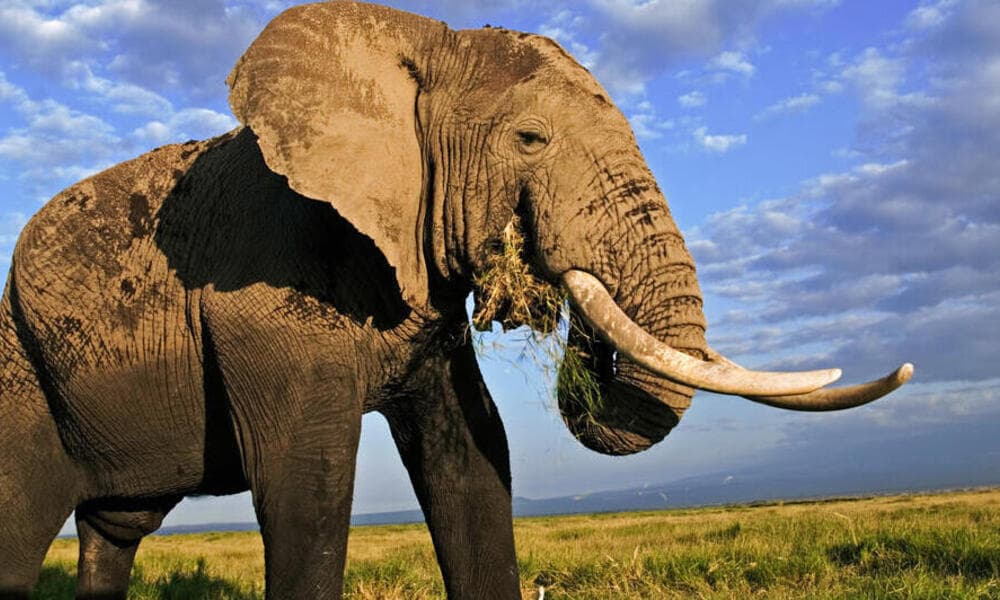 Elephants – 600 human deaths per year.