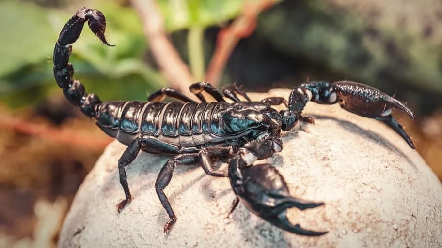  Scorpions – 3,300 human deaths per year 