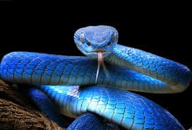  Snakes – 138,000 human deaths per year. 