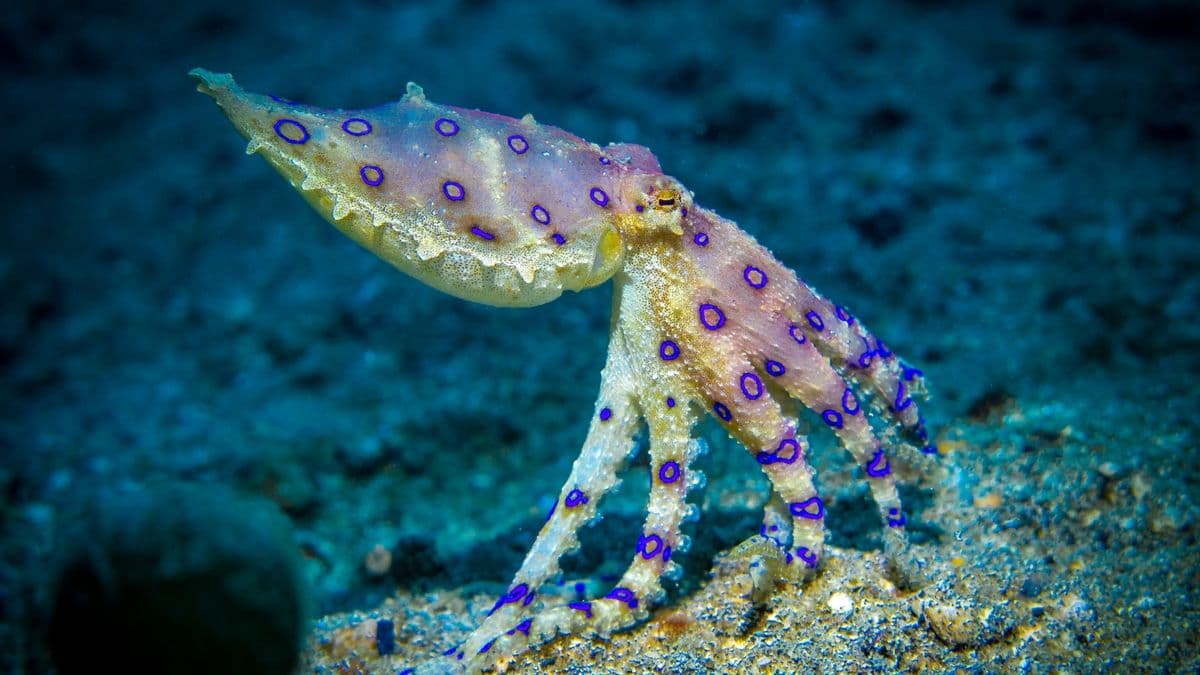 Blue-Ringed Octopus, Deadly Beauty. 