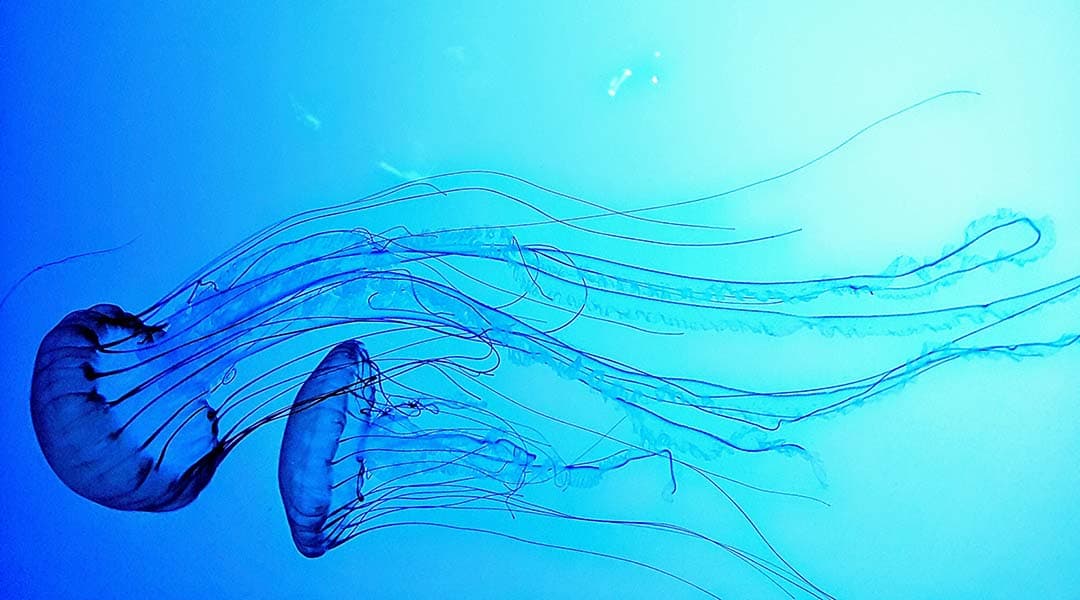  Box Jellyfish, The Silent Assassin. 