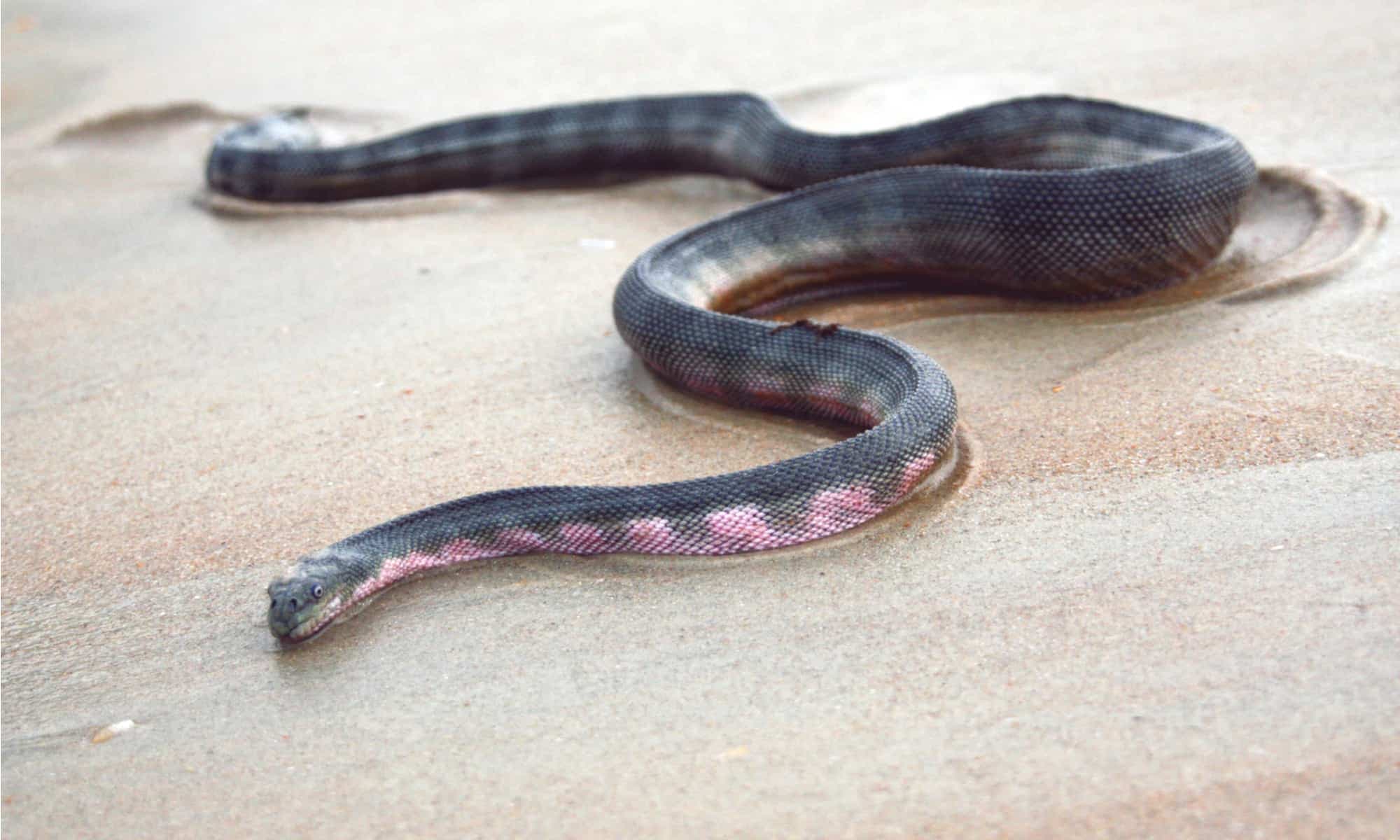  Beaked Sea Snake, A Venomous Encounter. 