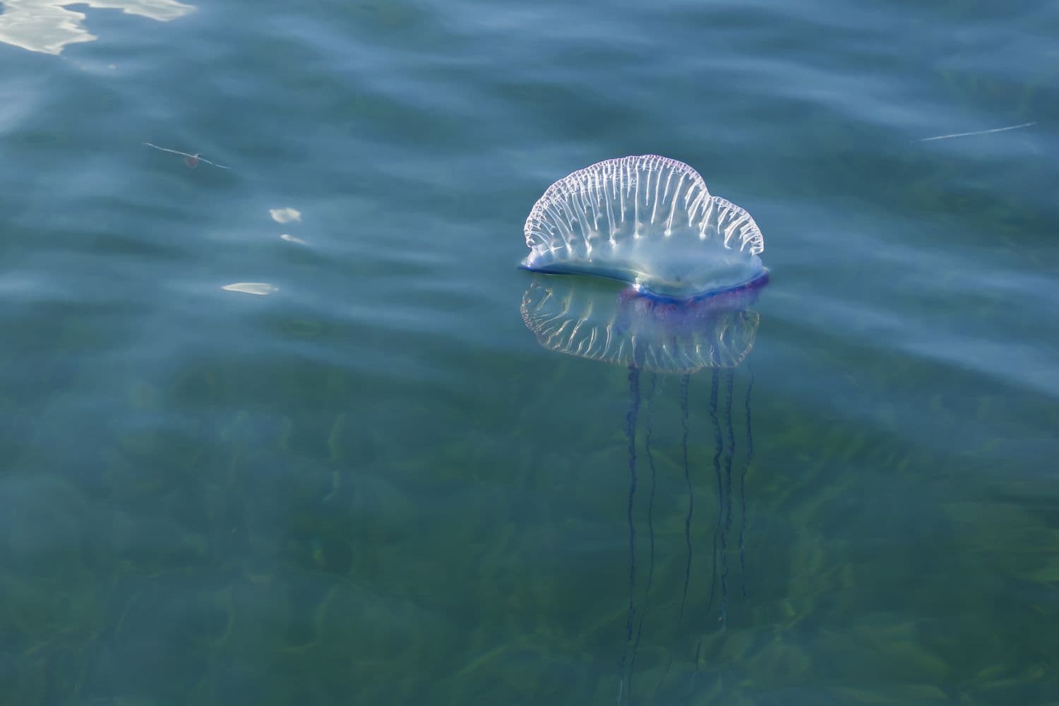 Portuguese Man of War, Nature's Floating Terror. 