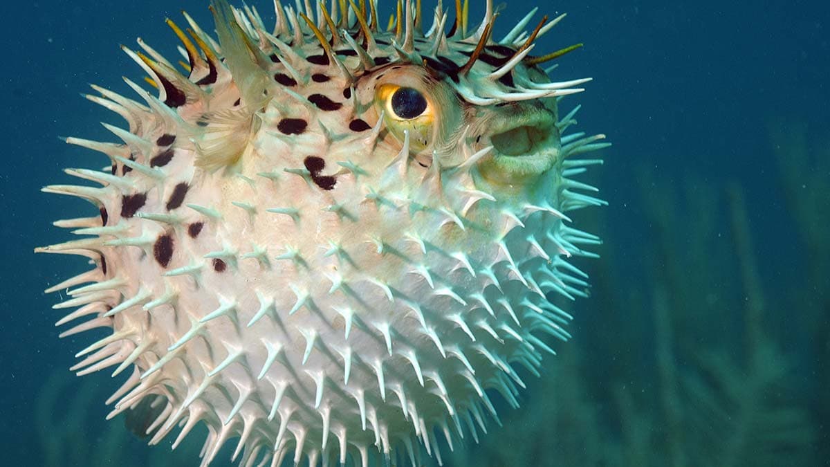 Puffer Fish, A Deadly Delicacy. 