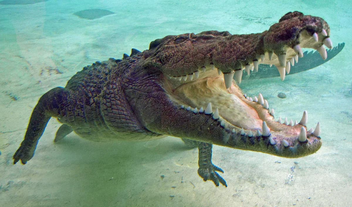 Saltwater Crocodile, The Ancient Predator. 