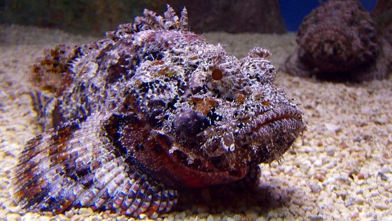 Stonefish, Master of Deception.