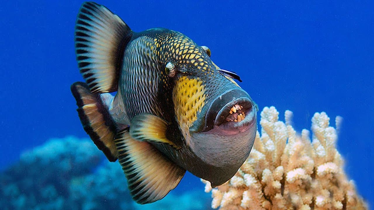 Titan Triggerfish, The Territorial Terror. 