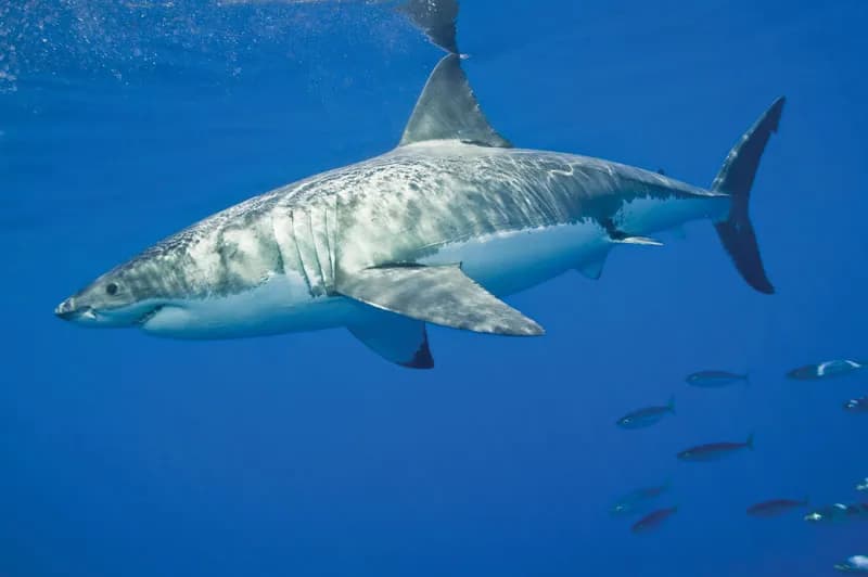 Great White Shark, The Apex Predator. 