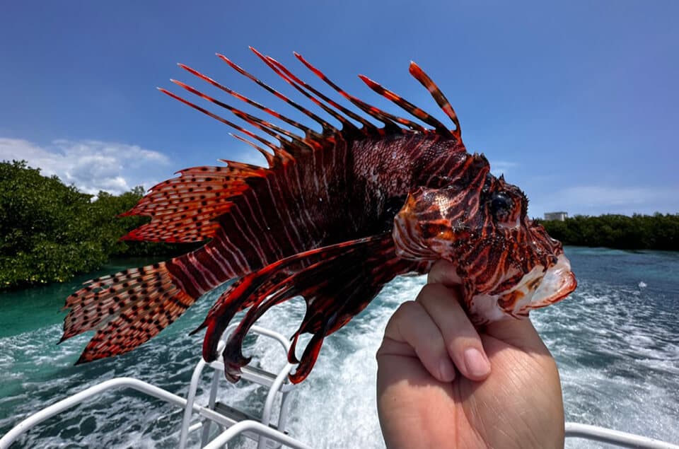 Lionfish, Striking Beauty with Venomous Spines. 