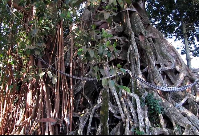 The Banyan Tree and the Golden Waist Chain